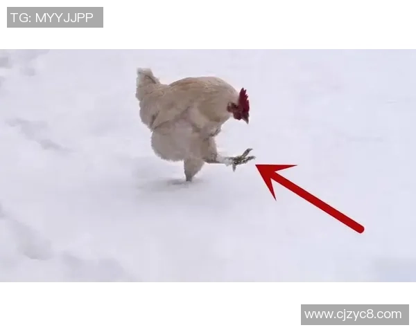 曾在镜头前啃生鸡，埃弗拉：是挺厌恶的，我懊悔拍了那段视频